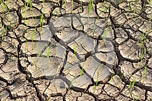 Seedlings on the dry land Drought due to climate change Global warming in Southeast Asia,