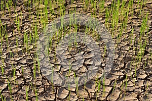 Seedlings on the dry land Drought due to climate change Global warming in Southeast Asia,