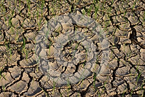 Seedlings on the dry land Drought due to climate change Global warming in Southeast Asia,