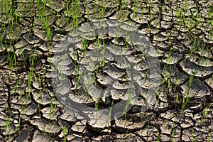 Seedlings on the dry land Drought due to climate change Global warming in Southeast Asia,