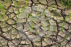 Seedlings on the dry land Drought due to climate change Global warming in Southeast Asia,