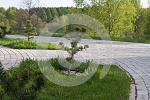 Seedlings of dwarf Karelian pine in the park in spring or summer