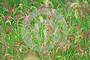 Echinochloa caudata photo