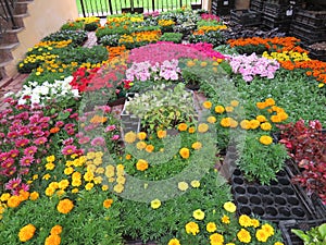 Seedlings of flowers in bloom: marigolds, petunias, gazania