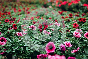 Seedlings of flowers of petunias in a greenhouse to decorate gardens and offices. Ecology. Nature