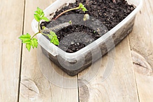 Seedlings of flowers in a pot