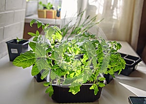 Seedlings of flowers and vegetables grown at home