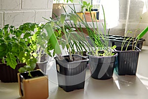 Seedlings of flowers and vegetables grown at home