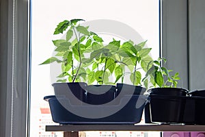 Seedlings of flowers and vegetables grown at home on a windowsill under a phytolamp