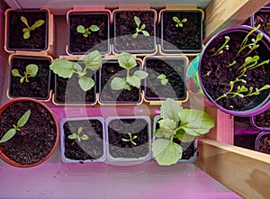 Seedlings of flowers and vegetables grown at home on a windowsill under a phytolamp