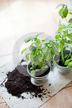 Seedlings of fresh green herb basil