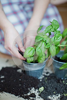 Seedlings of fresh green herb basil