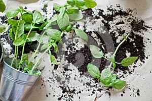 Seedlings of fresh green herb basil