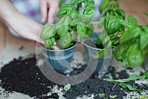 Seedlings of fresh green herb basil