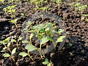 Seedlings of fresh greenleaves