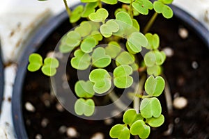 Seedlings of fresh greens, mustard