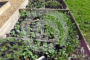 Seedlings in garden containers