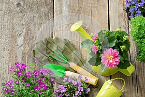 Seedlings of garden flowers in flowerpots. Garden equipment: watering can, bucket, shovel, rake, gloves.