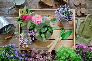 Seedlings of garden flowers on wooden tray, watering can, bucket, shovel, rake, gloves.