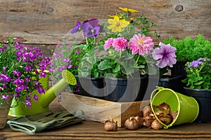 Seedlings of garden plants and flowers in flowerpots, bulbs of spring flowers, watering can, bucket, gloves.