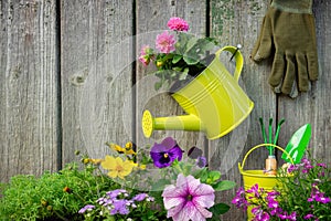 Seedlings of garden plants and flowers in flowerpots. Garden equipment: watering can, buckets, shovel, rake, gloves. photo