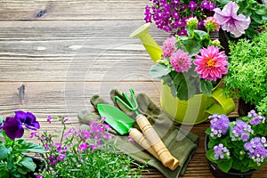 Seedlings of garden plants and flowers in flowerpots. Garden equipment. Top view.