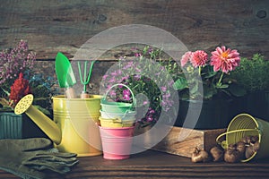 Seedlings of garden plants and flowers in flowerpots. Watering can, buckets, shovel, rake, gloves.