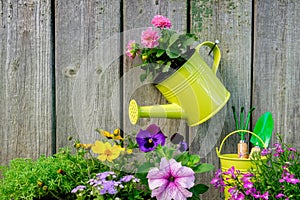 Seedlings of garden plants and flowers for planting on a flowerbed. Hanging watering can with pink Dahlia flower.