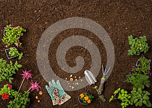 Seedlings and garden tools on soil from above