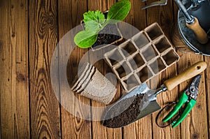 Seedlings and garden tools on a wooden surface