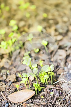 Seedlings germinate from the soil.