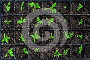 Seedlings in germination tray