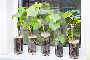 Seedlings of grapes in plastic pots