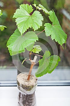 Seedlings of grapes in plastic pots