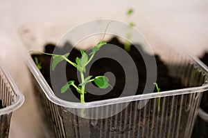 Seedlings of green peas plant growing at home in plastic container on the windowsill