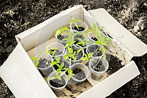 Seedlings of green plants in cups in box on ground in greenhouse ready for planting in spring summer. soil in organic garden.