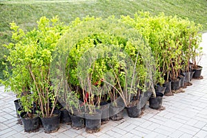 Seedlings of green shrubs in plastic pots for planting in the spring.