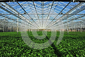 Seedlings in greenhouse photo