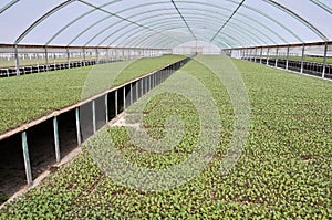 Seedlings in greenhouse photo