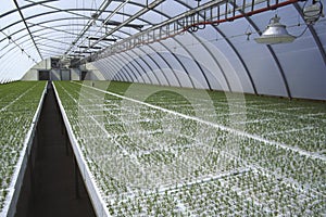 Seedlings in greenhouse