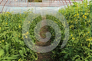 Seedlings in greenhouse