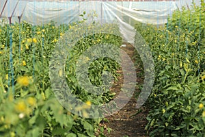 Seedlings in greenhouse