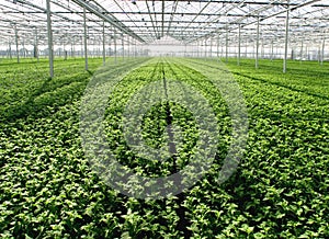 seedlings in greenhouse photo