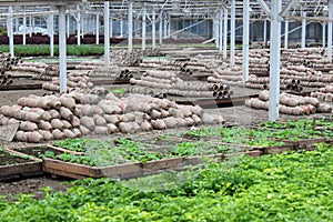 Spring greenhouse nursery