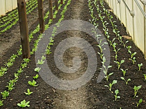 Seedlings greenhouse kohlrabi lettuce spinach young planting tuber bio detail foil field root crop farm farming garden