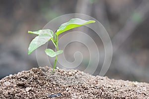 Seedlings that grow in complete soil. Soil integrity. Seedlings in dry soil. concept of global warming. Planting trees for the