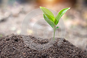 Seedlings that grow in complete soil. Soil integrity. Seedlings in dry soil. concept of global warming. Planting trees for the
