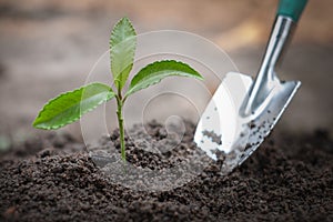 Seedlings that grow from fertile soil And with the ground of shoveling near Concept of complete environmental conservation Plant