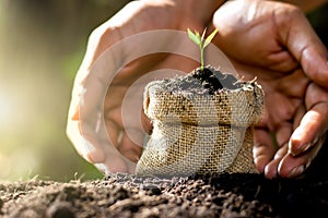 The seedlings are growing in bags sacked on fertile soils. As the men`s hands are gently encirecled, ecology concept