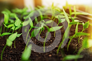 Seedlings growing in boxes reaching for the shining sunlight. Ecology agricultural rural concept